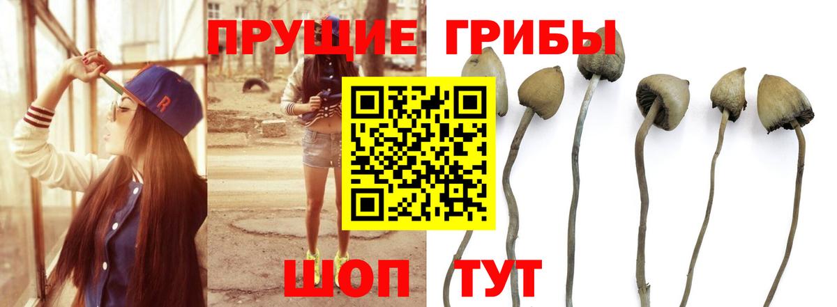 Галлюциногенные грибы GOLDEN TEACHER  Псилоцибиновые грибы ЛСД  Вход с VPN  Орск 